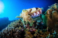   Cuttlefish reef. Taken canon 50D Tokina 1017mm inon strobes reef 10-17mm, 1017mm, 10 17mm,  